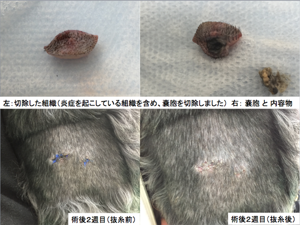 当院での治療例 腫瘍科 リアン動物病院 横浜市 都筑区