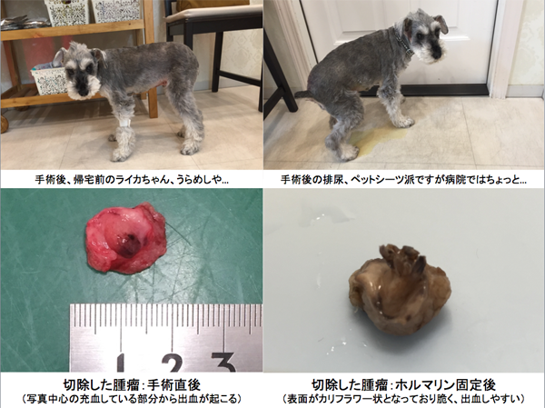 当院での治療例 腫瘍科 リアン動物病院 横浜市 都筑区