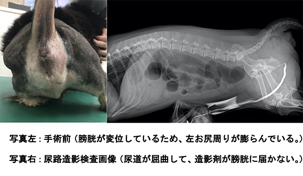 会陰ヘルニア２