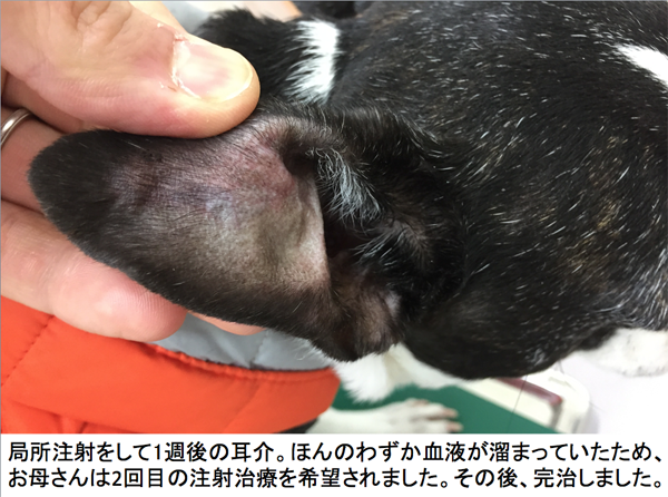 当院での治療例 皮膚科 リアン動物病院 横浜市 都筑区